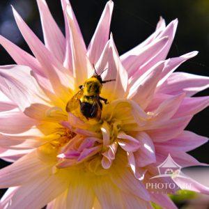 Beautiful pink Dahlia with Bee at the Bayard Cutting Arboretum Dahlia season
