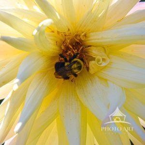 The Dahlia season at the Bayard Cutting Arboretum. White Dahlia with Bee