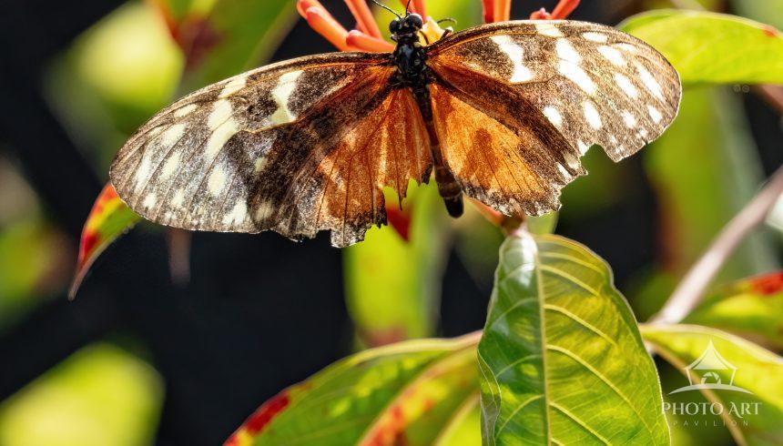 A butterfly enjoys the local fauna.