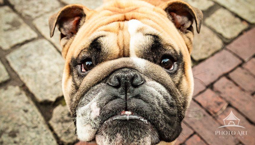 On my way to a photoshoot, I met Walter in the streets of Boston - an exceedingly friendly fellow
