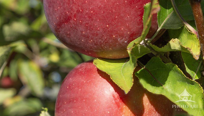 There are many farms growing apples in New York State.