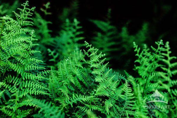 A vibrant grove of ferns at the edge of a New England wood.