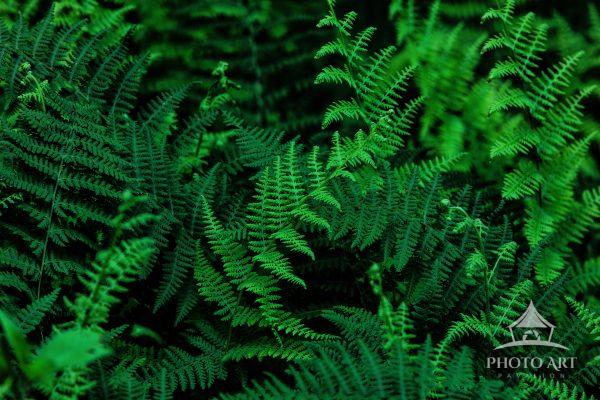 A vibrant grove of ferns at the edge of a New England wood.