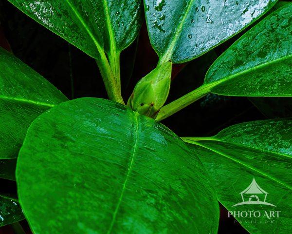 Photomacrograph of a rhododendron bud on a rainy afternoon.