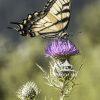 Butterfly in the meadow