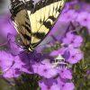 Butterfly in the summer garden