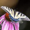 Backyard Wonders