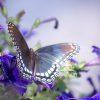 Backyard Butterfly