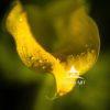 Morning dew