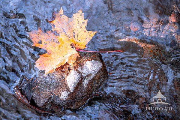 Leaf in the Stream