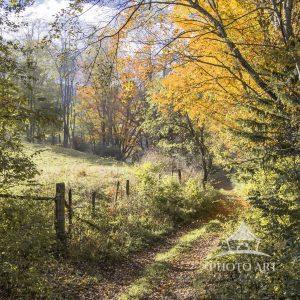 County Road Landscape