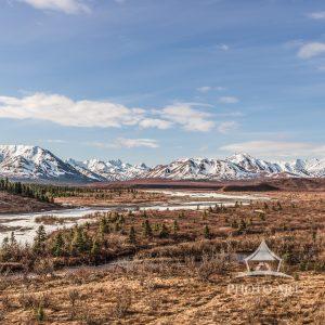 I ventured deep into the heart of Denali National Park — the air crisp, the terrain untamed, and