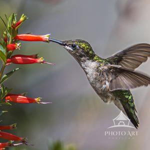 Our male Hummer is now constantly at our bushes & feeders stocking up. Looks like he is getting