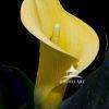 Cala Lily are always the stars of any flower show.