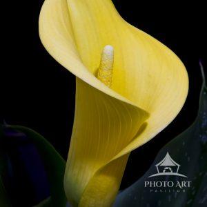 Cala Lily are always the stars of any flower show.