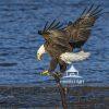 Bald Eagle lands to consolidate it's grip on an eel before taking off for the trees to evade the