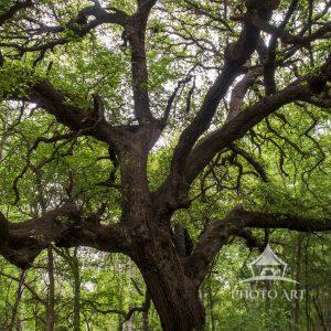 Live Oaks are so Majestic. They seem to exude power and grandeur.