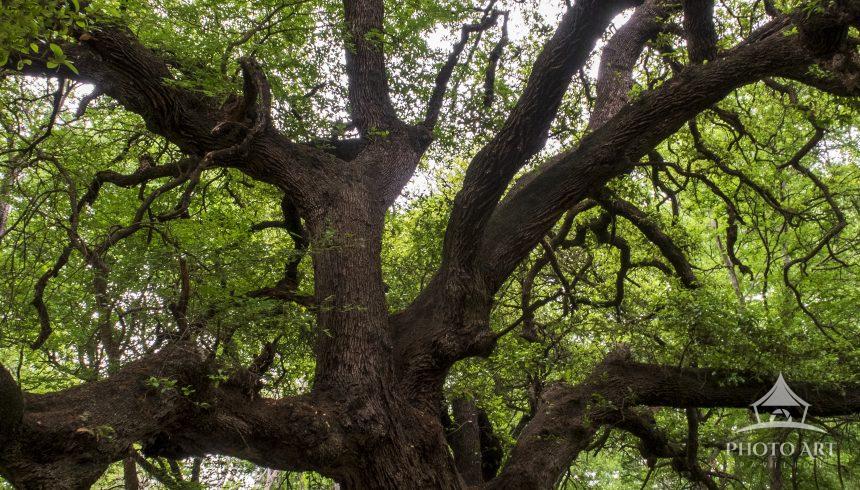Live Oaks are so Majestic. They seem to exude power and grandeur.