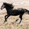 Spirit of the Onaqui: “The Wild Horses of Utah” In the wide, open expanse of Utah’s west desert, the