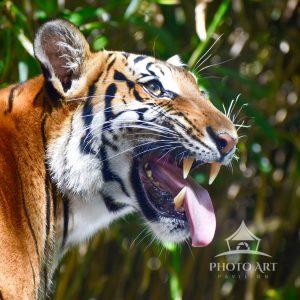 Bengal tigers are the most numerous of all tigers subspecies and are primarily found in India,