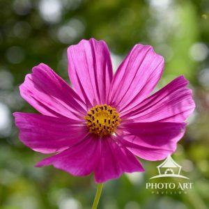 Garden Cosmos flowers are cheerful, colorful flowers that are beloved in gardens for their delicate