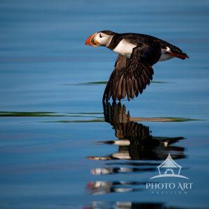 THE GRACE OF PUFFINS GLIDING OVER THE WATER