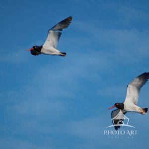 I was thrilled to catch these two Oyster Catchers flying on by.
