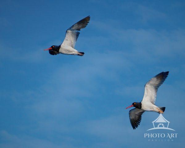 I was thrilled to catch these two Oyster Catchers flying on by.