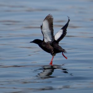I photographed this Black Guillemot off a boat in Maine on a Puffin Workshop.