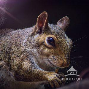 A squirrel is captured in an intimate close-up as it enjoys a snack. Its textured fur and focused