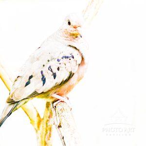 A dove perches gracefully on a branch, displaying its detailed plumage. The background is bright,