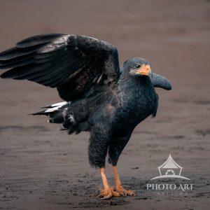 Photo of a Common Black Hawk on a river bank in Costa Rica.