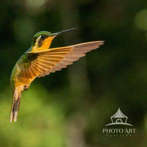 Photograph of a White-Throated Mountain Gem Hummingbird in flight in Costa Rica.