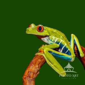 Photo of a Red-eyed Dart Frog in Costa Rica