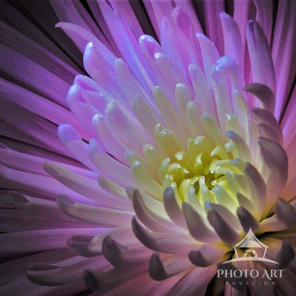 The light catches the petals as the heart of the flower glows. A spiral of texture and warmth draws