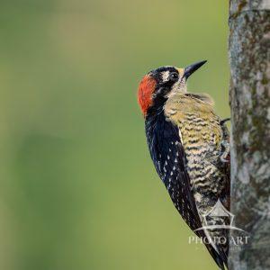 This Black-cheeked Woodpecker came out of the tree to feed on insects.