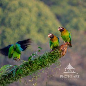 This image is of a pair of Brown Hooded Parrots have just landed on this perch at our hotel.