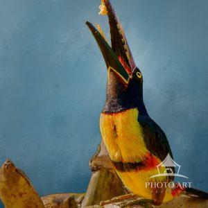 This Collard Aracari was captured in the morning feasting on a bunch of bananas. A favorite meal