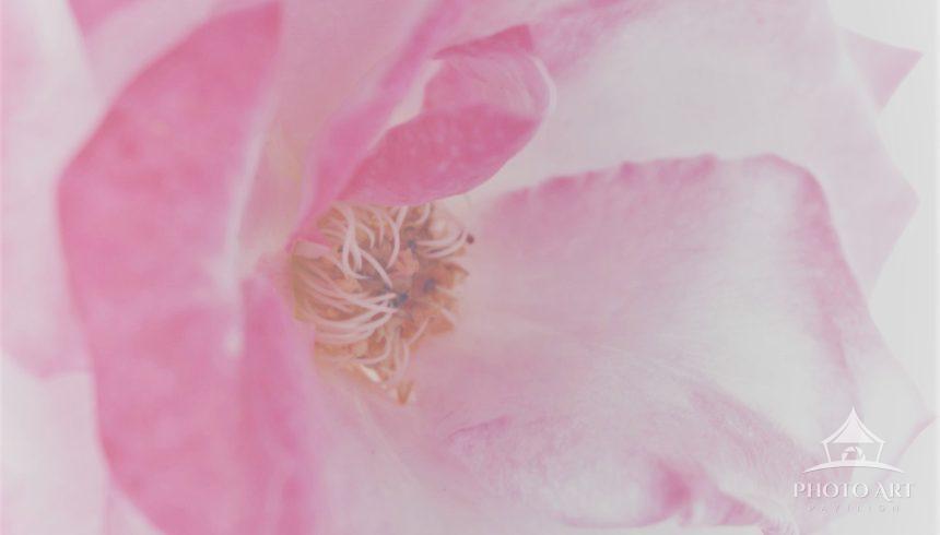 A whisper of velvet caught in frozen breath. The bloom unfurls its silent hymn, its core an