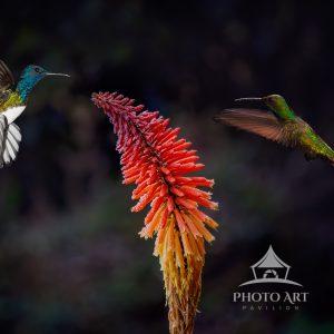 Two beautiful hummingbird species feasting on a beautiful flower.