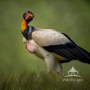 This King Vulture was captured in Costa Rica and then blended with a soft background for a more
