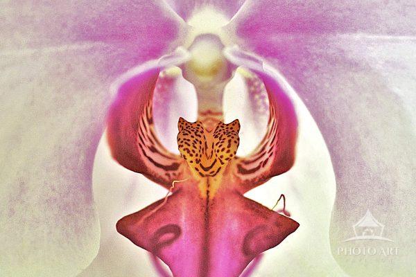 Where the flower keeps its brightest secrets, a quiet chamber of color and breath. Here the bloom