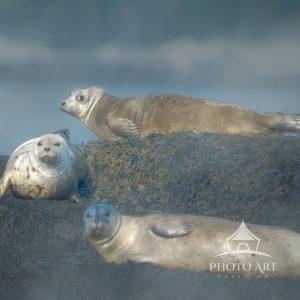 One foggy morning as we were going to photograph puffins, we came across a bunch of beautiful seals