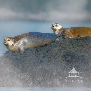 On a foggy morning as we were going to photograph puffins, we came across a bunch of beautiful seals
