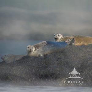 On foggy morning goin gout to photograph puffins we came across these seals beached onto the rocks.