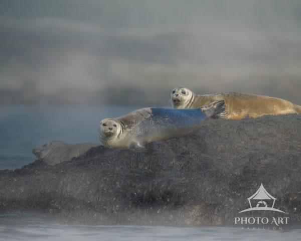 On foggy morning goin gout to photograph puffins we came across these seals beached onto the rocks.