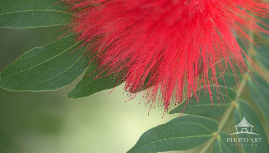 A red mimosa flower with its fern like leaves shimmers like a quiet burst of stardust, its filaments