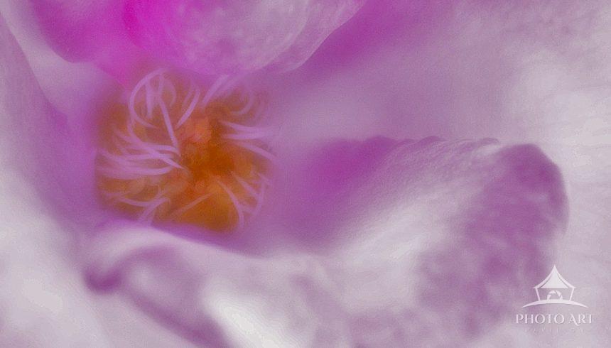 Wavy, curling white and purple petals with a soft, delicate focus; the edges ripple like caught in a