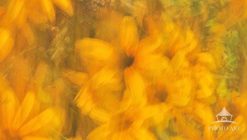 The vibrant yellow petals overlap in translucent veils, creating a golden haze that pulses like a
