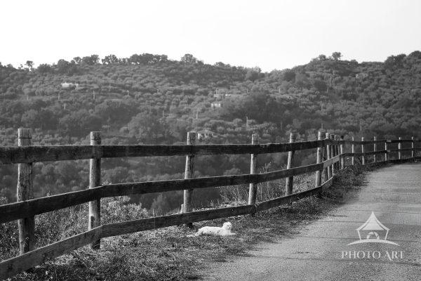 Captured in monochrome, a white cat settles into a quiet rest against a wooden gate, with Nocera’s